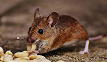 24 Hour & Emergency Exterminators in Schellsburg, PA